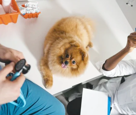 Small dog on a vet's table