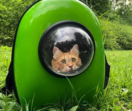 Cat inside a neon green carrier