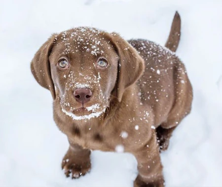 Brown dog outside in snow