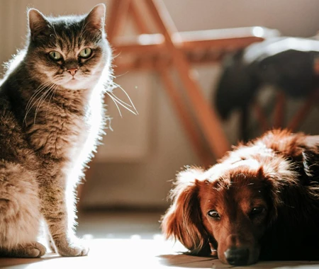 A ct and dog stare directly into the camera