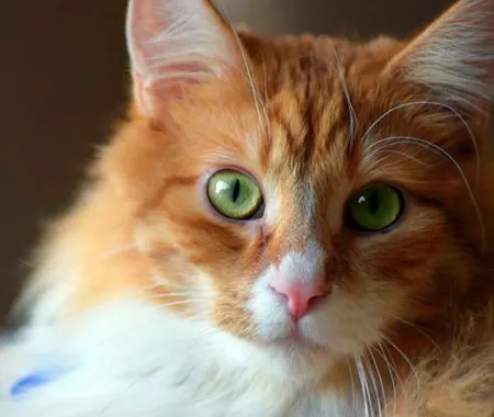 Close-up photo of orange and white cat with green eyes