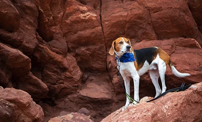 Beagle standing on red rocks