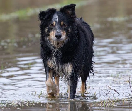 A dog standing in muddy water