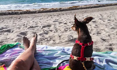 Two feet and a dog at the beach
