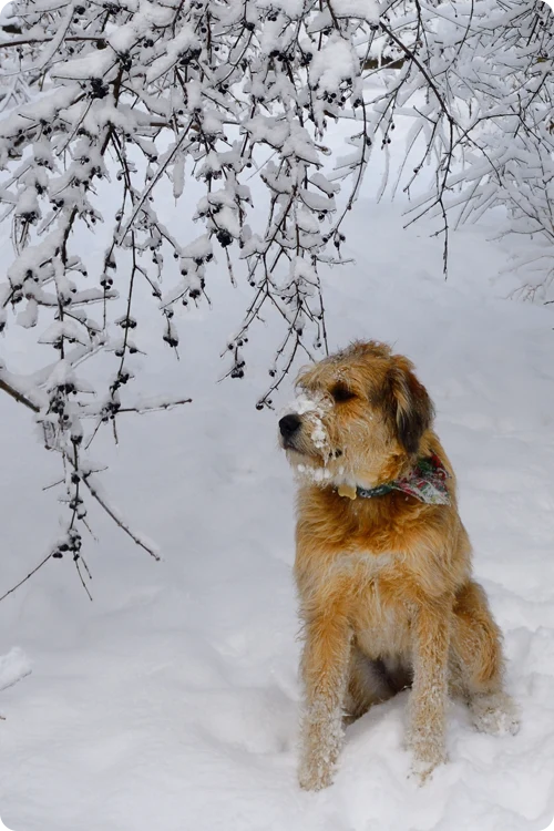Black Labrador stands on a boat