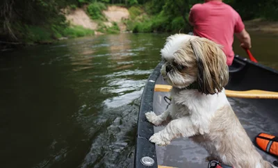 A dog in a boat contemplating jumping out