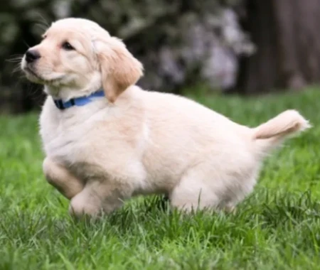 A Labrador Retriever puppy plays in the grass