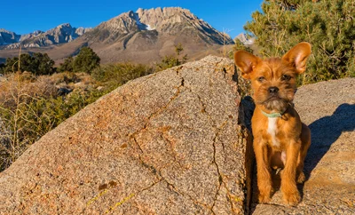 A dog with big ears sits beside a rock