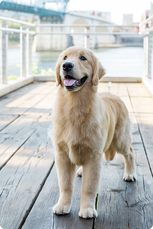 Golden Retriever standing outside on a pier