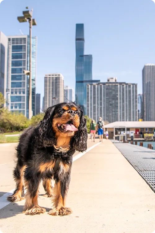 A dog on the beach ready to play