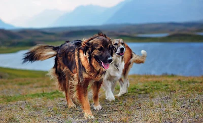 Two dogs playing outside in nature