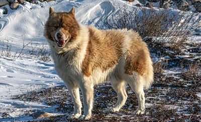 Fuzzy golden Husky with its eyes closed