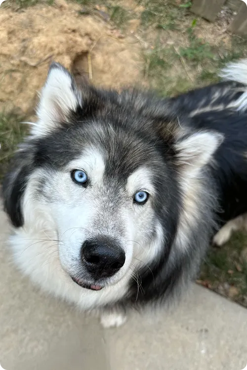 A long-haired Siberian Husky outside