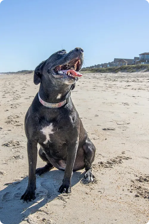 Black dog smiling on the beach