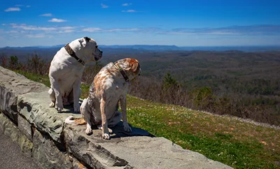 Two dogs on a wall staring into the distance