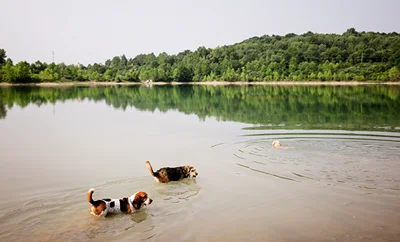A dog sits on a concrete pillar near some water